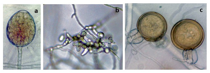   Phytophthora parvispora  morphology of ex-type (PH072 ndash; Bruno Scanu) asexual and sexual phases: (a) sporangium, (b) hyphal swellings, (c) gametangia (oogonia and amphigynous antheridia) with plerotic oospores; photos by Bruno Scanu and Antonio Franceschini, Universitagrave; degli Studi di Sassari, Italy 
